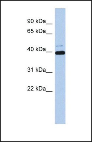 Anti-MAZ antibody produced in rabbit