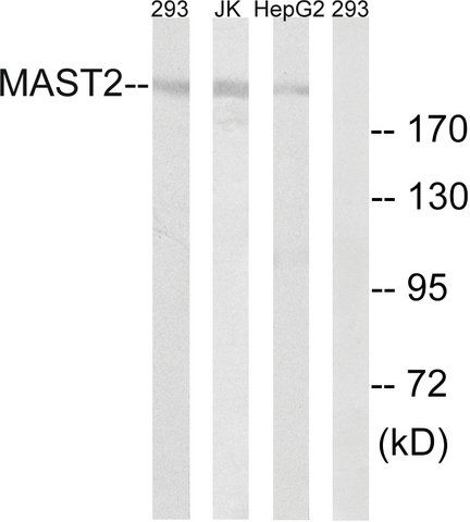 Anti-MAST2 antibody produced in rabbit