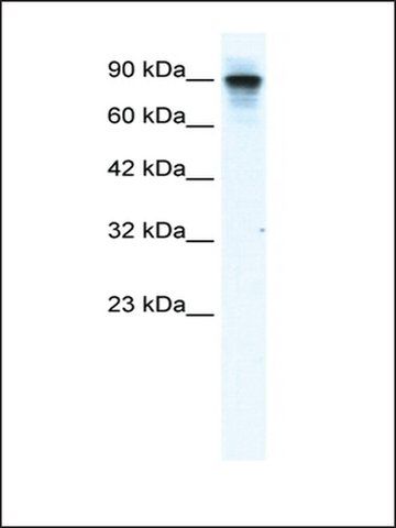 Anti-MCM2 antibody produced in rabbit