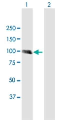 Anti-MCC antibody produced in mouse