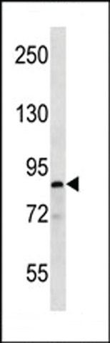 ANTI-MARK(C-TERMINAL) antibody produced in rabbit