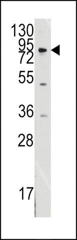 Anti-MCK10 antibody produced in rabbit