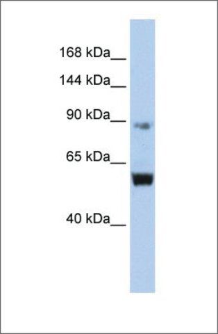 Anti-MCM10 antibody produced in rabbit