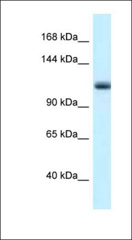 Anti-MCM10 antibody produced in rabbit