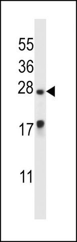 ANTI-MEA1 (N-TERM ) antibody produced in rabbit