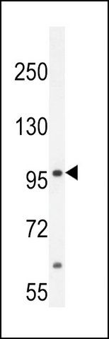 ANTI-MED25 (N-TERM) antibody produced in rabbit