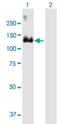 Anti-MCF2 antibody produced in mouse