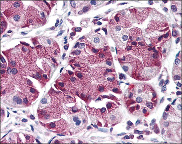 Anti-MBOAT4 antibody produced in rabbit