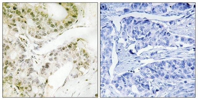 Anti-MED13 antibody produced in rabbit