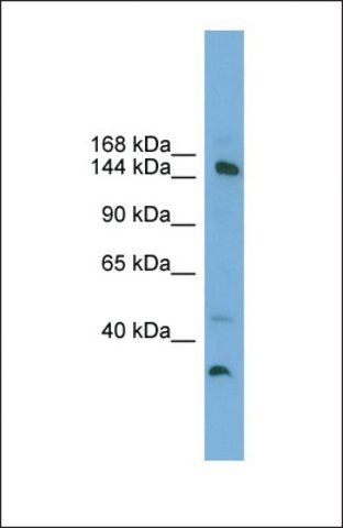 Anti-MED14 antibody produced in rabbit