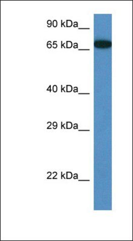 Anti-MBTD1 antibody produced in rabbit