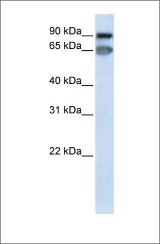 Anti-MED16 antibody produced in rabbit