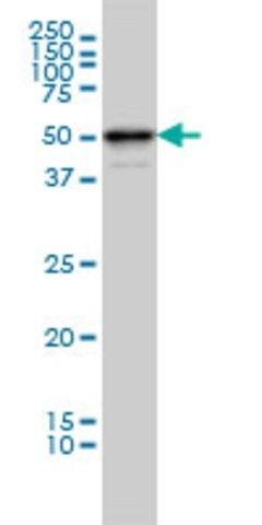 ANTI-MDS028 antibody produced in mouse