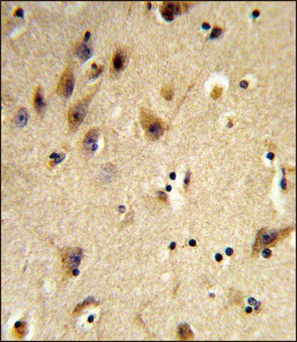 ANTI-HIST1H2AH (N-TERM) antibody produced in rabbit