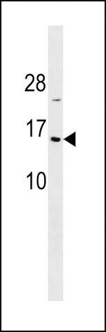 ANTI-HIST1H2BA(N-TERMINAL) antibody produced in rabbit