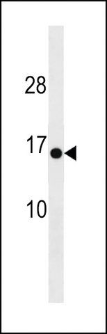 ANTI-HIGD1C(C-TERMINAL) antibody produced in rabbit