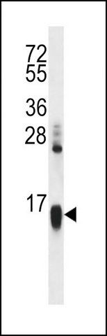 ANTI-HIST1H2AA (N-TERM) antibody produced in rabbit