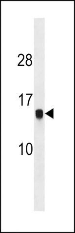 ANTI-HIST1H2AG(C-TERMINAL) antibody produced in rabbit