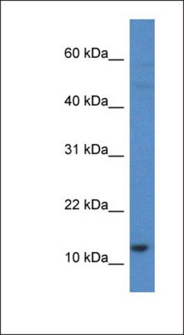 Anti-HIST1H2AH antibody produced in rabbit