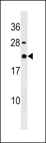 ANTI-IMA2L(C-TERMINAL) antibody produced in rabbit