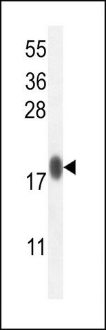 ANTI-IMMP1L (C-TERM) antibody produced in rabbit