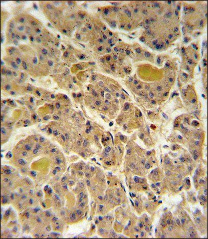 ANTI-IN80D (N-TERM) antibody produced in rabbit