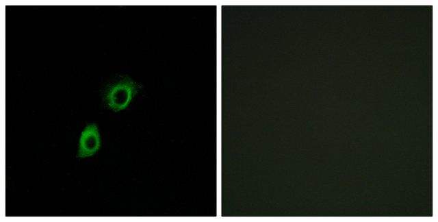 Anti-INSL4 antibody produced in rabbit