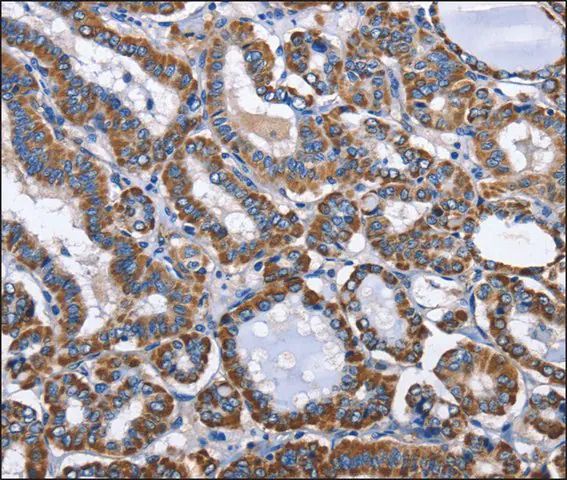 Anti-INTS10 antibody produced in rabbit