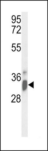 ANTI-IMP4 (C-TERM) antibody produced in rabbit