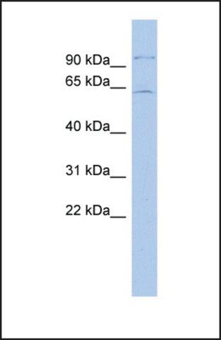 Anti-INSM2 antibody produced in rabbit