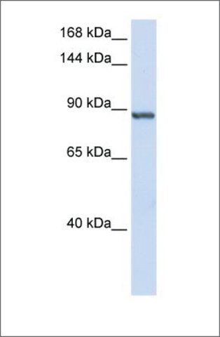 Anti-INTS6 antibody produced in rabbit