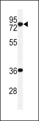 ANTI-INT10 (C-TERM) antibody produced in rabbit