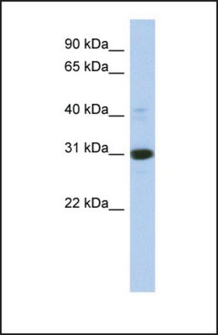 Anti-IMPA1 antibody produced in rabbit