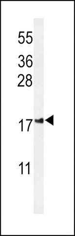 ANTI-IMP2L (CENTER) antibody produced in rabbit