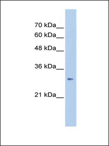 Anti-ING1 antibody produced in rabbit