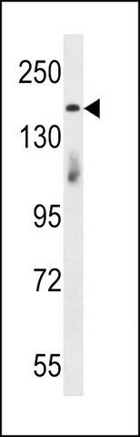 ANTI-INTS1 (N-TERM) antibody produced in rabbit