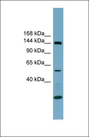 Anti-ITGA8, (N-terminal) antibody produced in rabbit