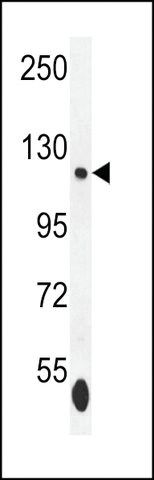 ANTI-ISWI(C-TERMINAL) antibody produced in rabbit