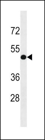 ANTI-INTS4L1/INTS4L2 (CENTER) antibody produced in rabbit