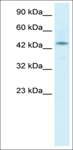 Anti-IRX2 antibody produced in rabbit