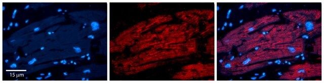 Anti-IRF1 (AB1) antibody produced in rabbit