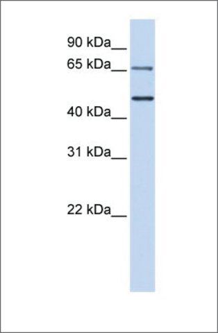 Anti-IRF6 (ab1) antibody produced in rabbit