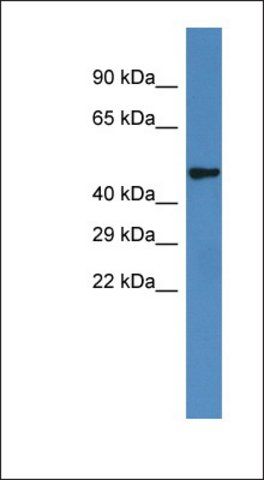 Anti-IRX6 antibody produced in rabbit