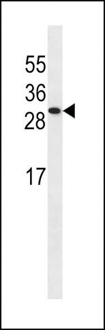 ANTI-ISOC2(C-TERMINAL) antibody produced in rabbit