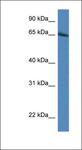 Anti-IRF2BP1 antibody produced in rabbit