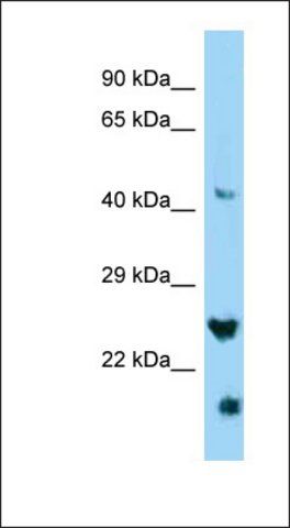 Anti-IZUMO4 antibody produced in rabbit