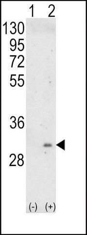 ANTI-ITM2A (N-TERM) antibody produced in rabbit