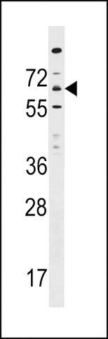 ANTI-ITPRIPL1(N-TERMINAL) antibody produced in rabbit