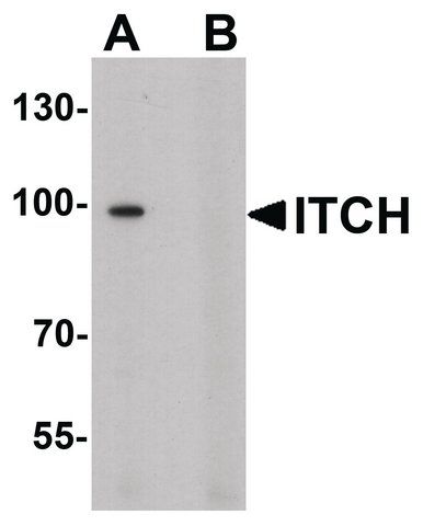 Anti-ITCH antibody produced in rabbit