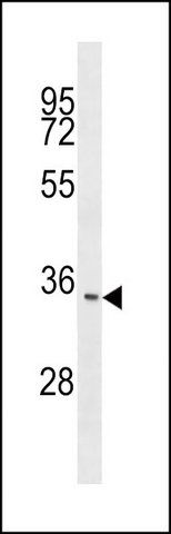 ANTI-ITM2C (N-TERM) antibody produced in rabbit